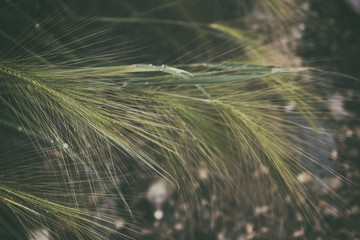 Steppe plant. Field background.