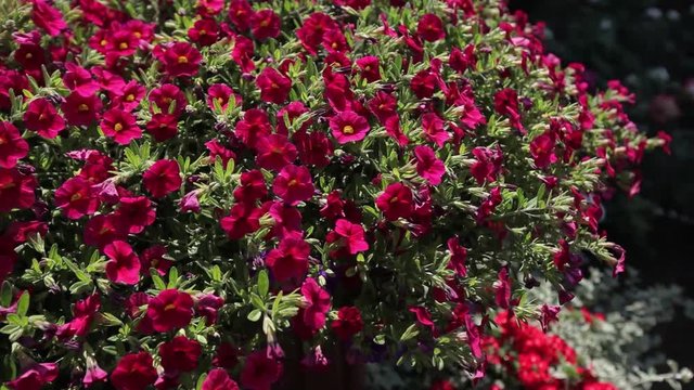 Red Flowers grow in the garden on the Como lake island