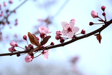Japanische Kirschblüten freigestellt vor hellen Hintergrund