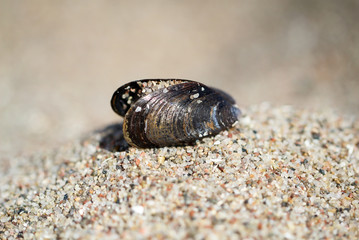 Muschel im Sand