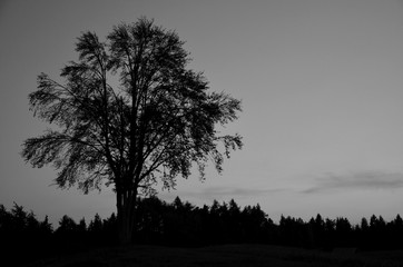 Fototapeta na wymiar Baumsilhouette in der Abenddämmerung in Schwarz Weiß