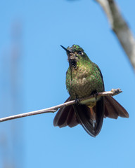 Hummingbird sits on a brach, Ecuador