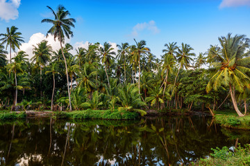 Fototapeta na wymiar pond in wild jungles