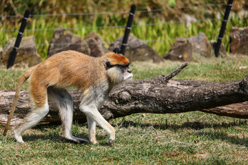 Vervetka, Dwarf green monkey