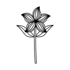 delicate beauty flower floral nature