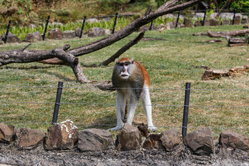 Vervetka, Dwarf green monkey
