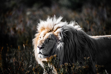 Old Rescue Lion