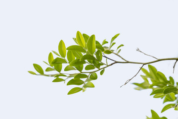 Green tree branch leave isolated on white background.