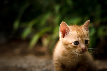 Close-up of a cute kitten