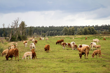 Fototapeta na wymiar Rind, Rinder, Kuh, Kühe auf der Weide, Koppel
