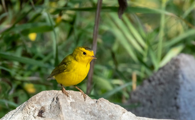 Wilson's warbler on rock near Capulin Spring in Cibola National Forest, Sandia Mountains, New Mexico