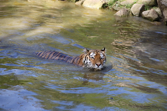 Tiger schwimmt im Wasser