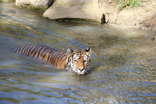 Tiger schwimmt im Wasser