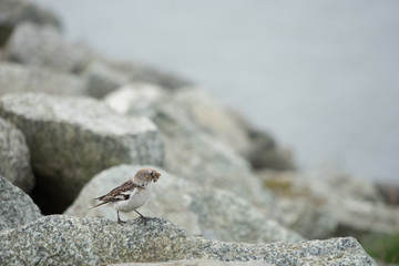 Schneefink mit dem Schnabel voller Insekten - Gletscherlagune Jökulsárlón, Island