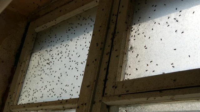 Lot of housefly or Musca domestica that fly on an old dirty vintage abandoned window. Many house fly swarming in a house