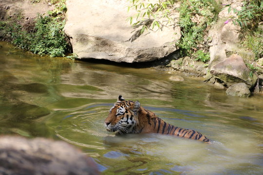Tiger schwimmt