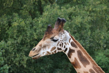 Portrait Giraffe in der Natur