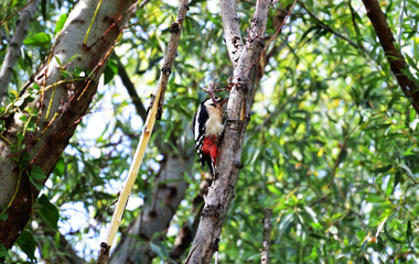 woodpecker on tree