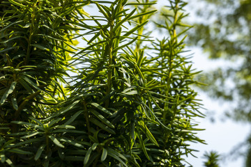 Vertical dark green branches of yew Taxus baccata Fastigiata Aurea in the open air. Nature concept for design