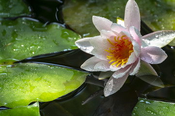 Early morning of pink water lily Marliacea Rosea. Nymphaea rises above its dark green leaves. Nature concept for design