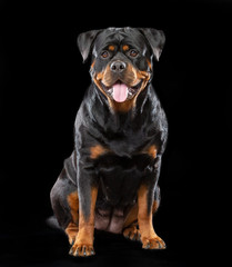 Rottweiler Dog  Isolated  on Black Background in studio