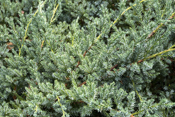 Original texture of natural Juniperus squamata 'Вlue carpet'. Blue with green background of shallow needles. Macro  in the sunlight.