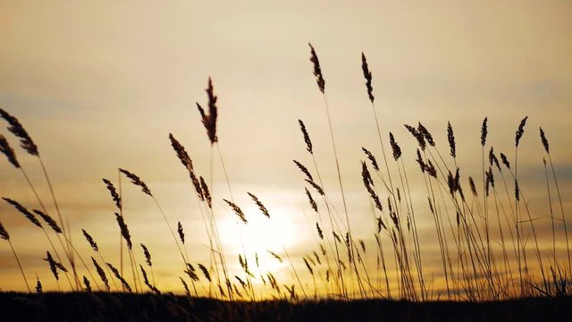 silhouette of grass flower on sunset background