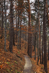 Landscape near Muszyna. Voivodeship Lesser Poland. Poland