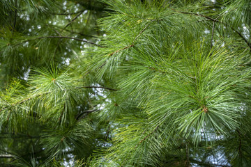 Macro of Pinus strobus needles in focus as green background. Original texture of natural greenery. Nature concept for design