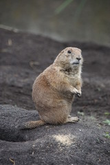 marmot