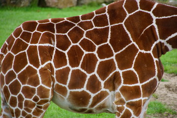 giraffe pattern