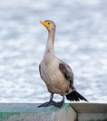 Double-crested Cormorant, Juvenile. Baylands Nature Preserve, Santa Clara County, California, USA.