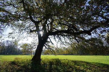 Fototapeta premium Sonnenbaum