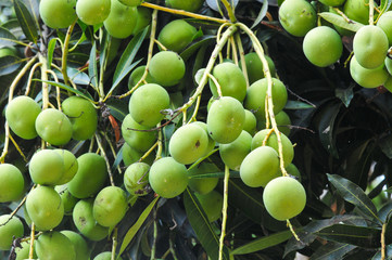 Mango verde