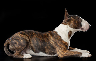 Bullterrier Dog  Isolated  on Black Background in studio