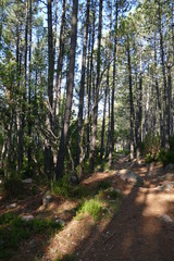 Chemin au milieu de la forêt de pins laricio