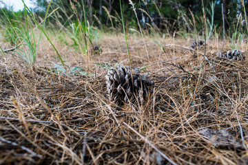 Forest, Pine, brown and dry, pine cone, in dry grass, in hay, on sandy soil. Background in forest with green trees. 