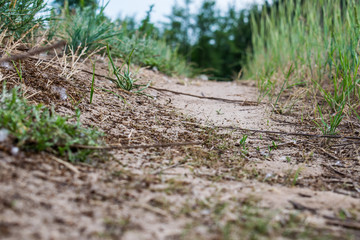 Sandy, small and narrow path in the forest leading to green grass vegetation. Car tracks on the sand. A simple miniature landscape.