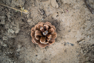 Cones of spruce and pine, dry, brown. Mature fruits that survived the winter on the background of sand in the forest. Lonely, old pine cone