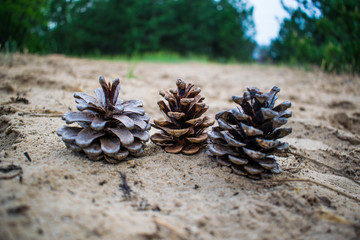 Dry fir and pine cones, brown. The Mature fruit that have survived the winter on the background of the sand in the woods. Three pieces.