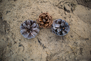 Dry fir and pine cones, brown. The Mature fruit that have survived the winter on the background of the sand in the woods. Three pieces.