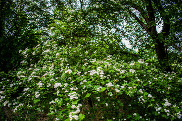 Fototapeta na wymiar Flowering tree. Big spring Bush. Many small white flowers and buds. Around the background of green deciduous trees. Fragrant summer flowering.