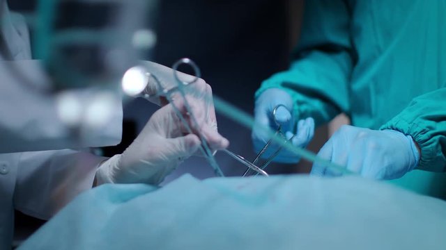Surgeon hands take off blood tampon during medical operation. Close up of surgeon hands performing surgery operation. Health care and medical concept. Surgical team work