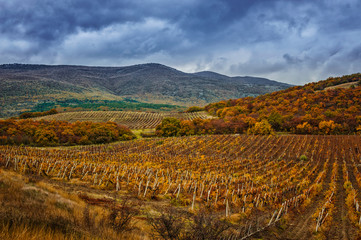 Autumn vineyard view with a rainy sky