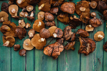 Wild mushrooms on a wooden board. Autumn season