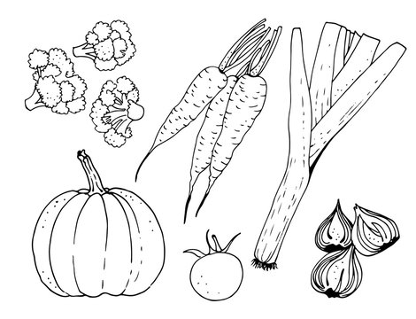 Vegetable vector set, hand drawn collection: pumpkin, tomato, carrot, onion, cauliflower, leek