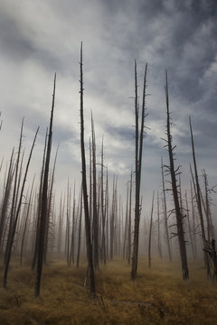 Dead trees in a foggy valley