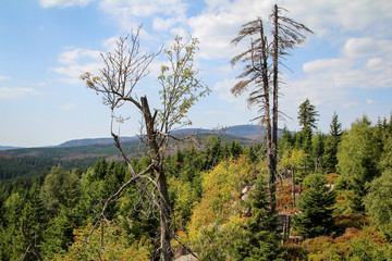 Landschaft im Harz, Felsen, Bäume