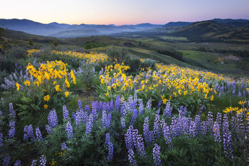miles of wildflowers covering the hills in washington state during the springtime - Powered by Adobe