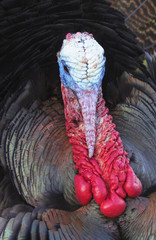 Tom Turkey during mating season watching for females
